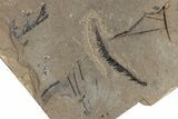 Leaf Fossil Plate - McAbee, BC #271312-2